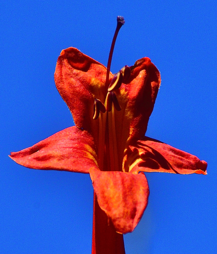 _ROY0455.jpg