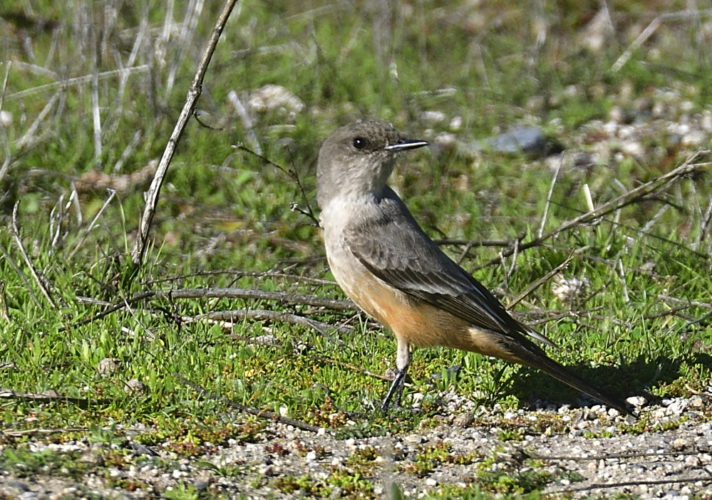_ROY0565.jpg
