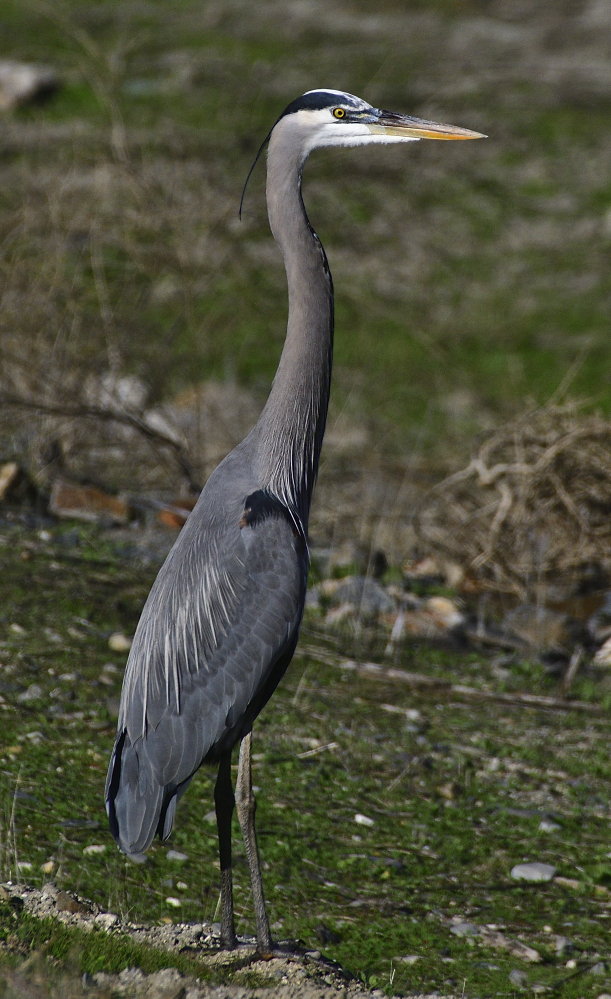 _ROY0584.jpg