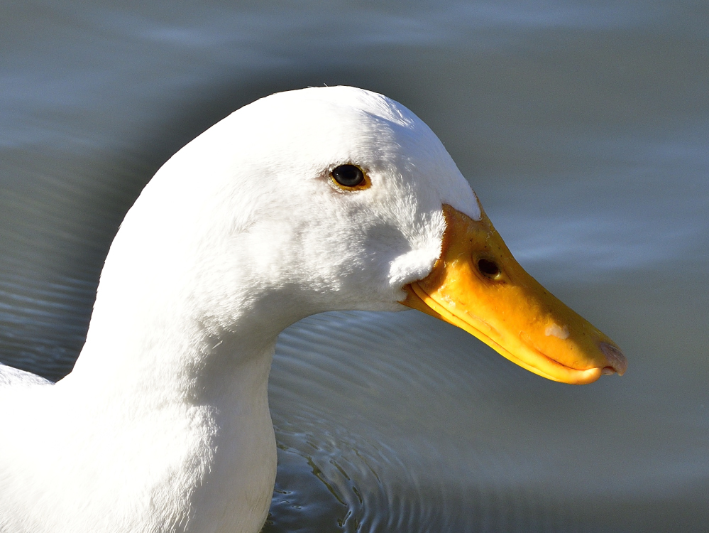 _ROY0642_00001.jpg