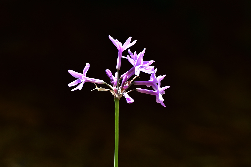 _ROY0652_00001.jpg