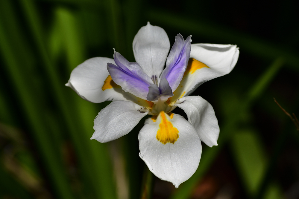 _ROY0653_00001.jpg