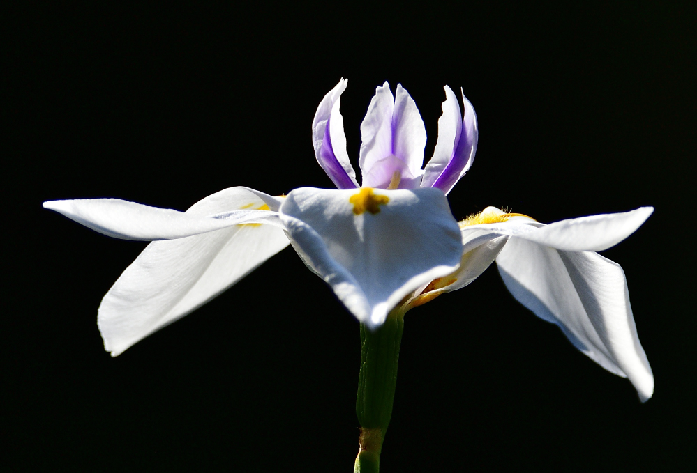 _ROY0661_00001.jpg