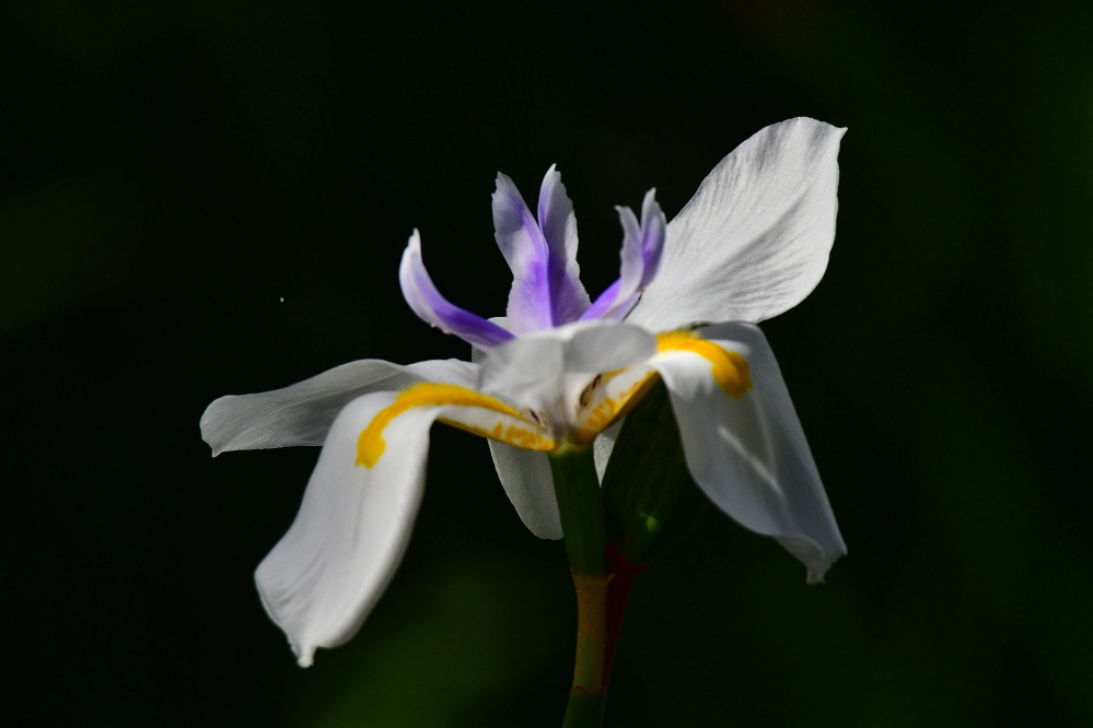 _ROY0676_00001.jpg