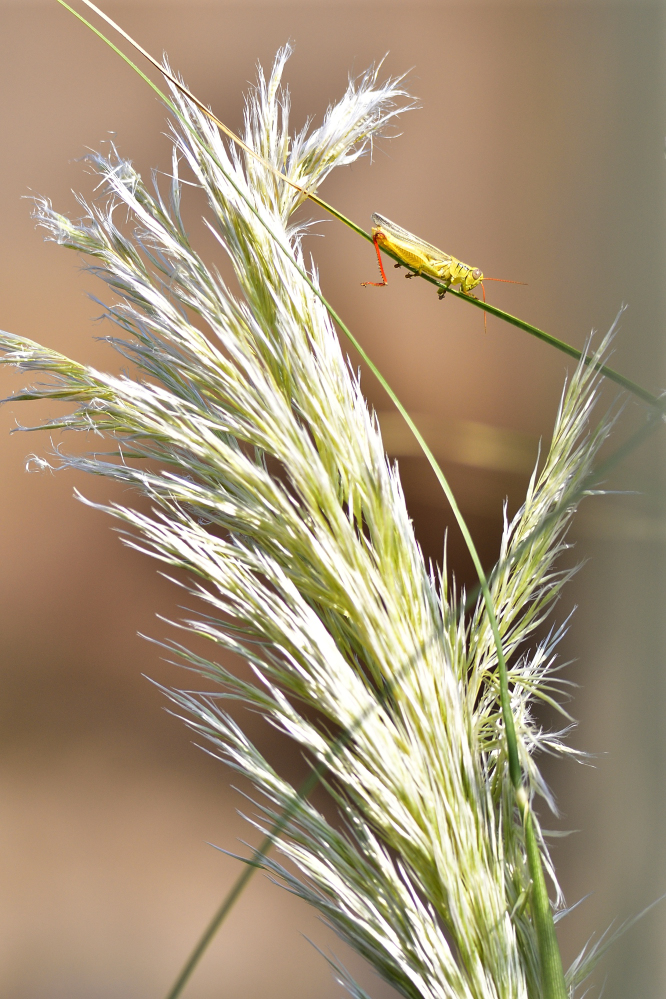 _ROY0687_00001.jpg