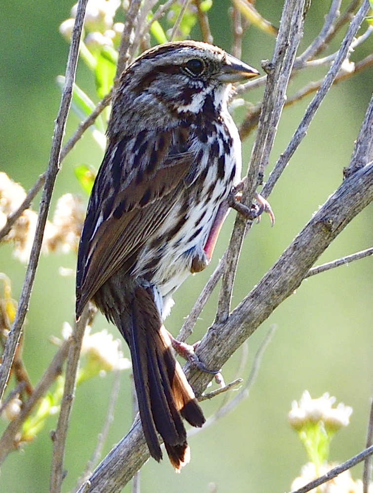 _ROY0751_00001.jpg