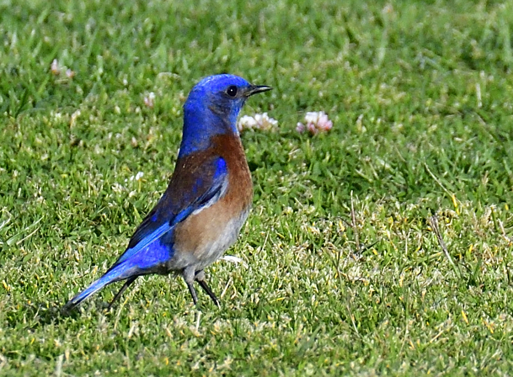_ROY0797_00001.jpg