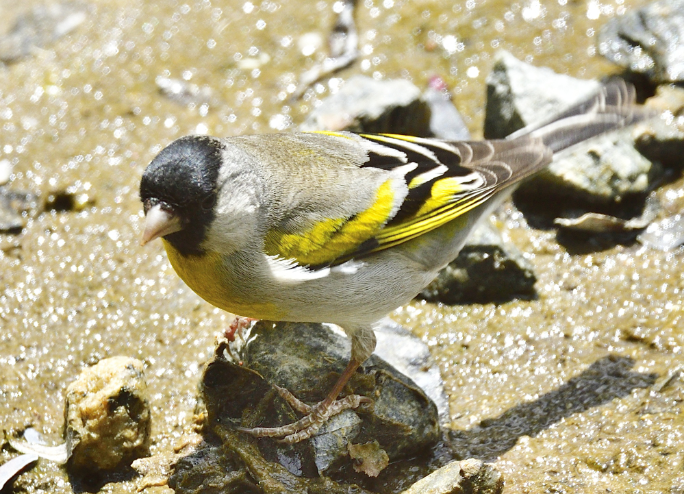 _ROY0834_00001.jpg