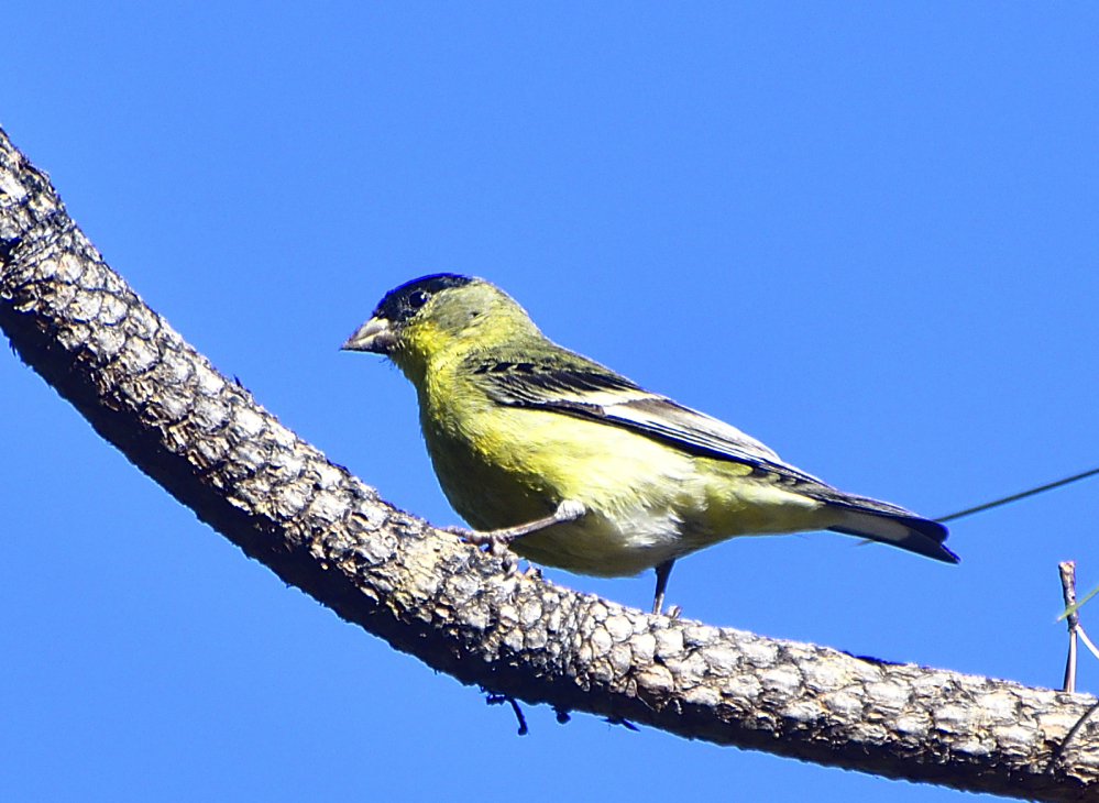_ROY0884_00001.jpg