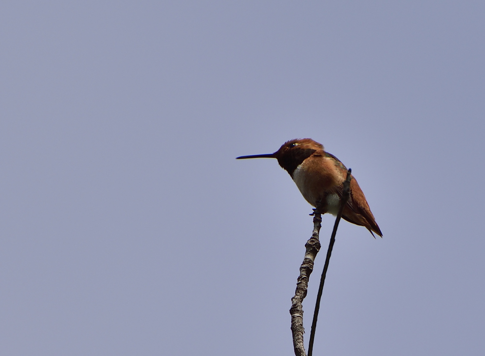 _ROY0956.JPG