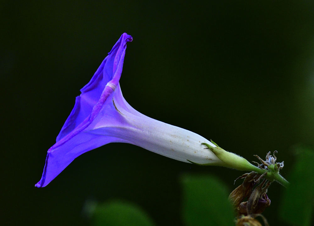 _ROY0961_00001.jpg