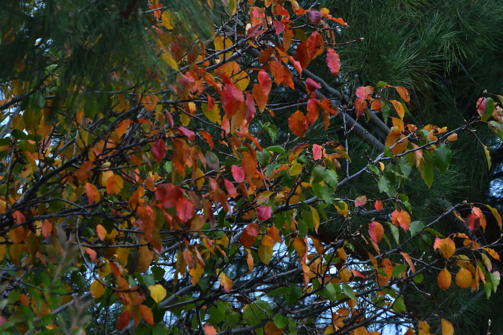 _ROY0962_00001.jpg