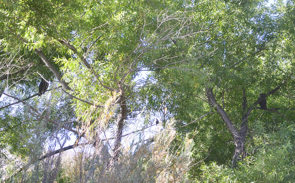 _ROY0987_00001.jpg