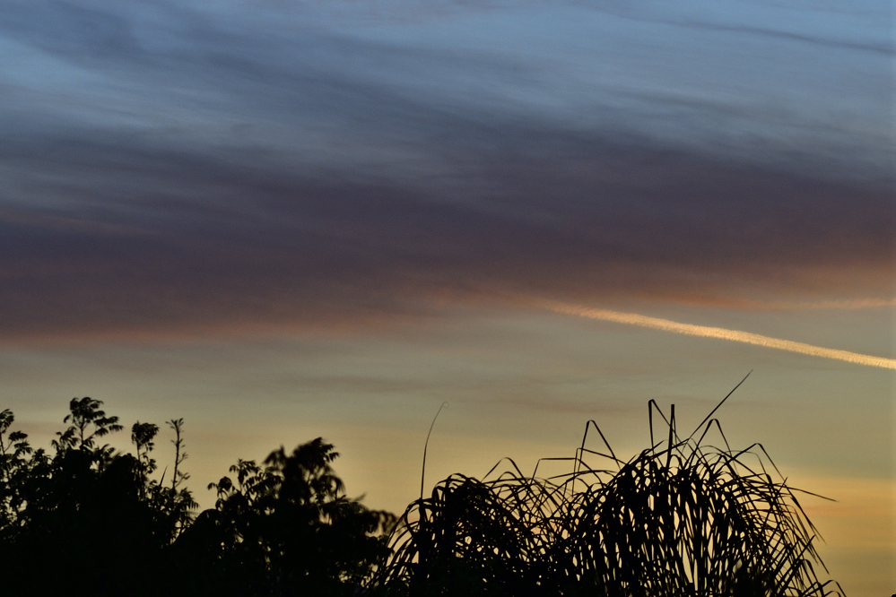 _ROY0989_00001.jpg