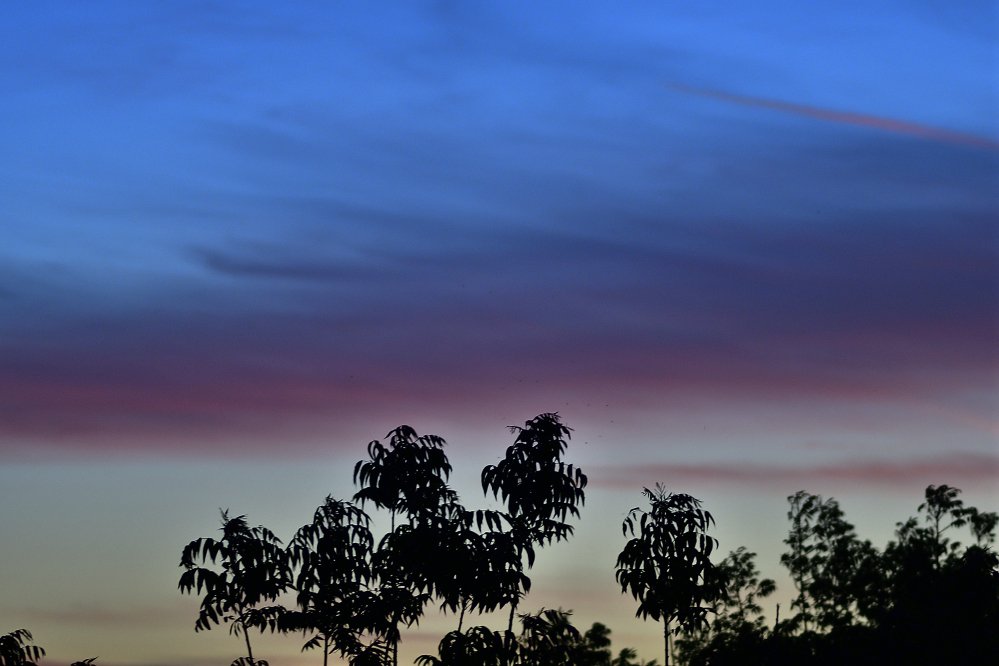 _ROY0997_00001.jpg