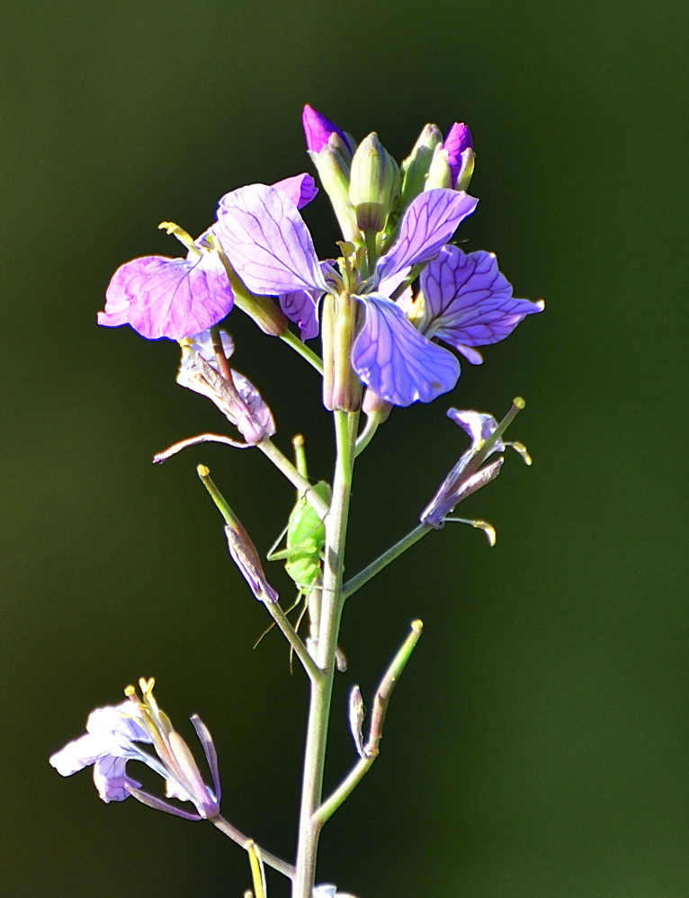 _ROY1039_00001.jpg
