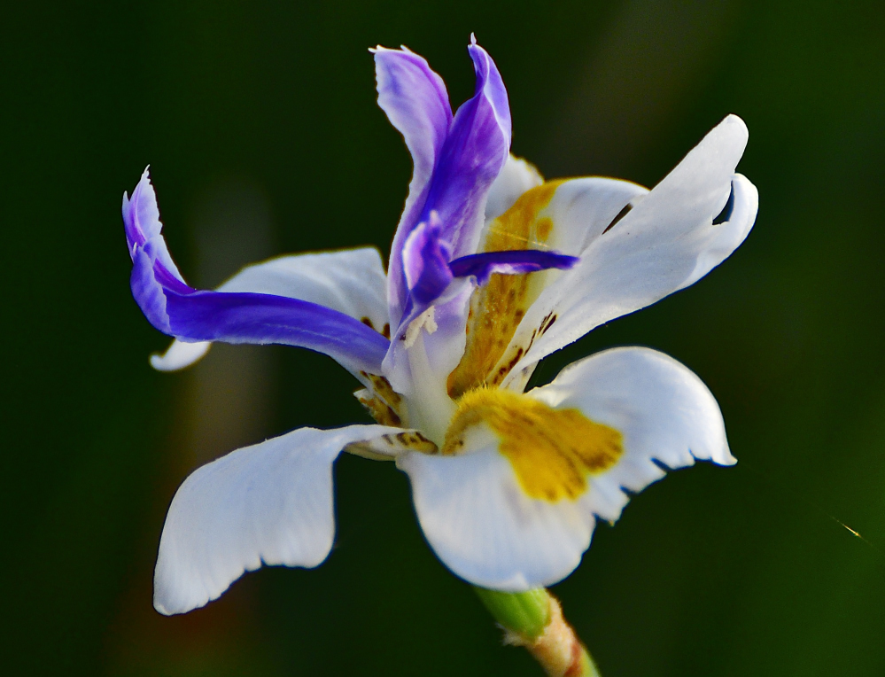 _ROY1058_00001.jpg