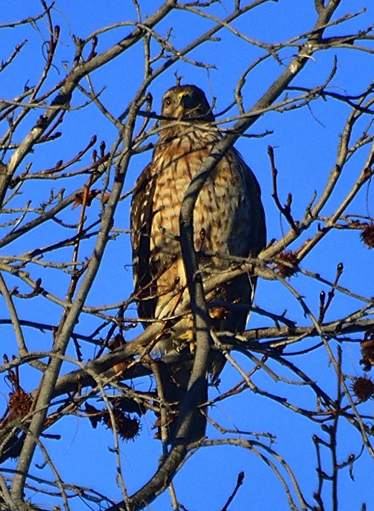 _ROY1058_00001.jpg