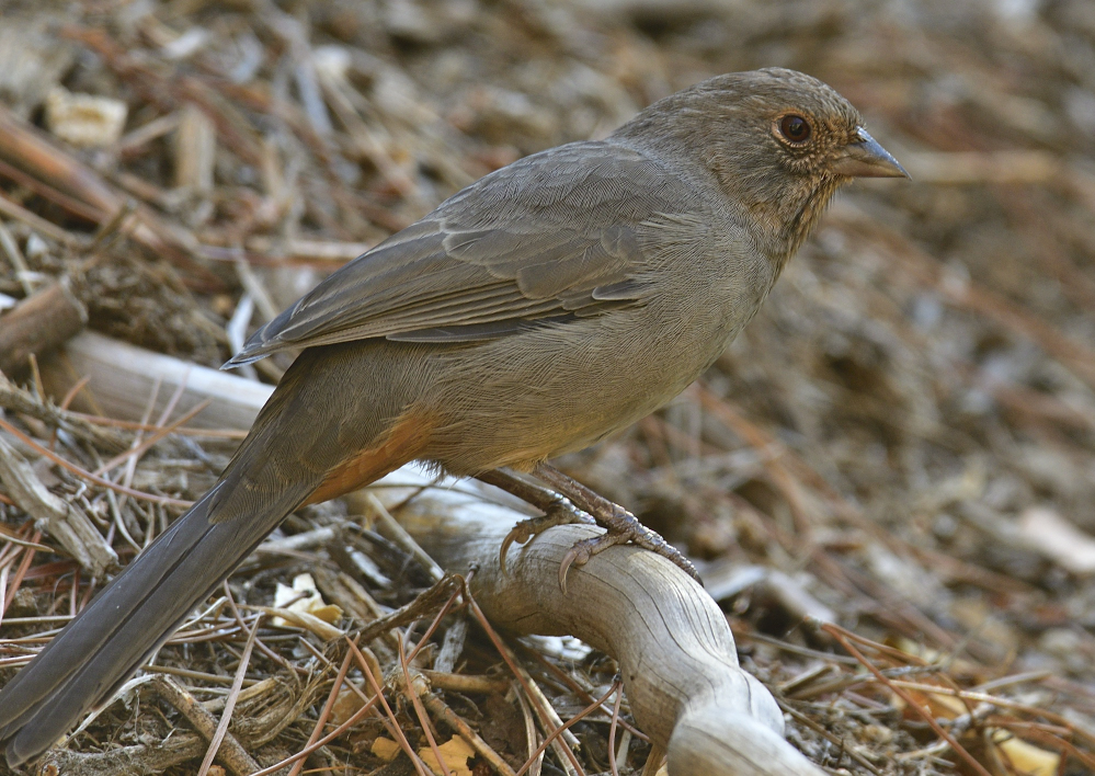 _ROY1092_00001.jpg
