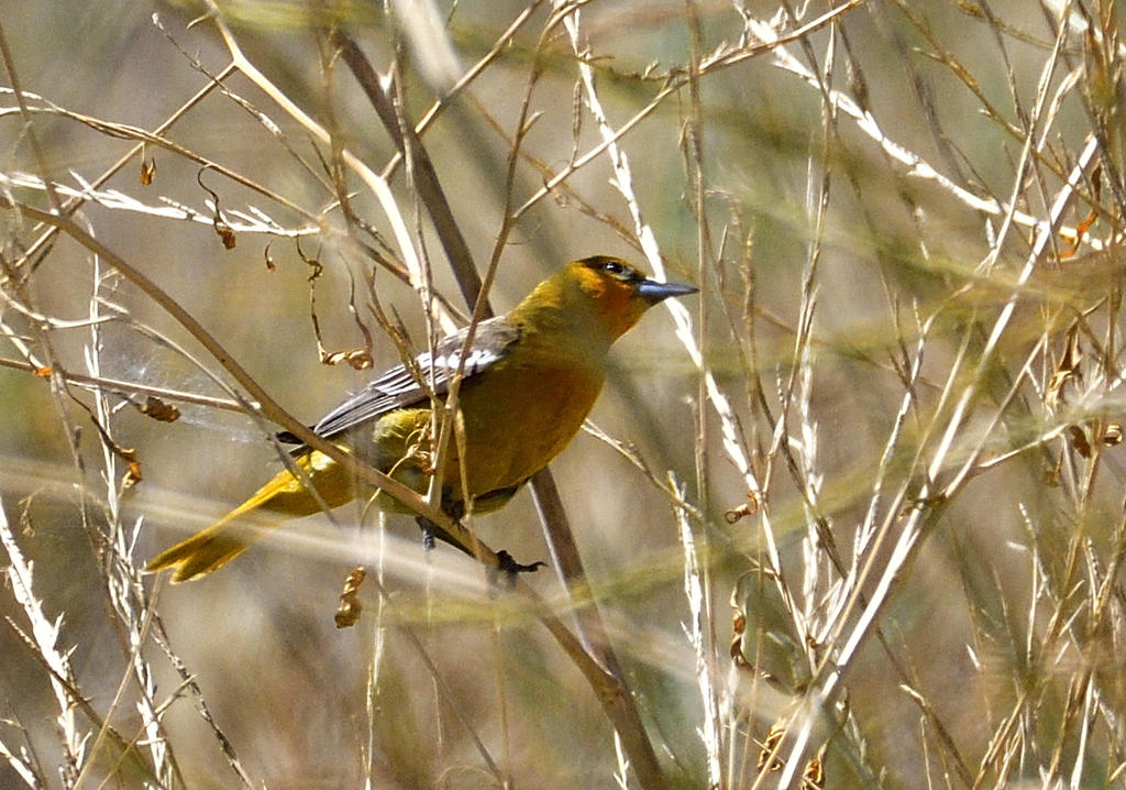 _ROY1094_00002.jpg