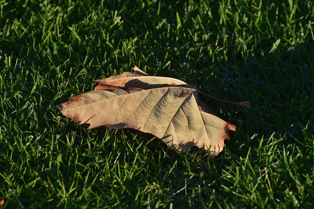 _ROY1154_00001.jpg