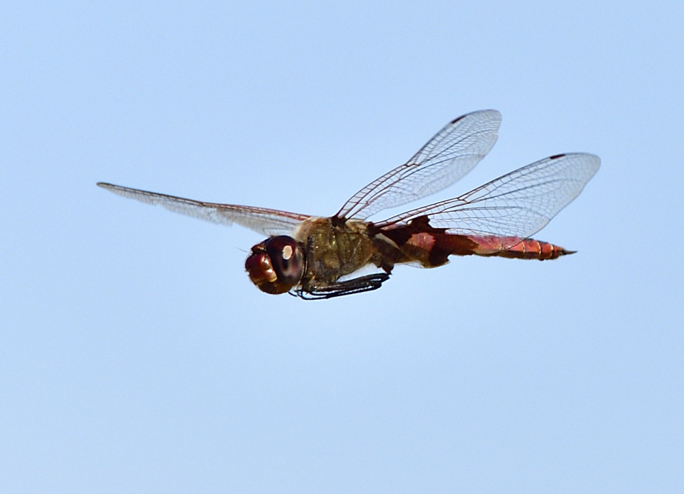 _ROY1165_00001.jpg