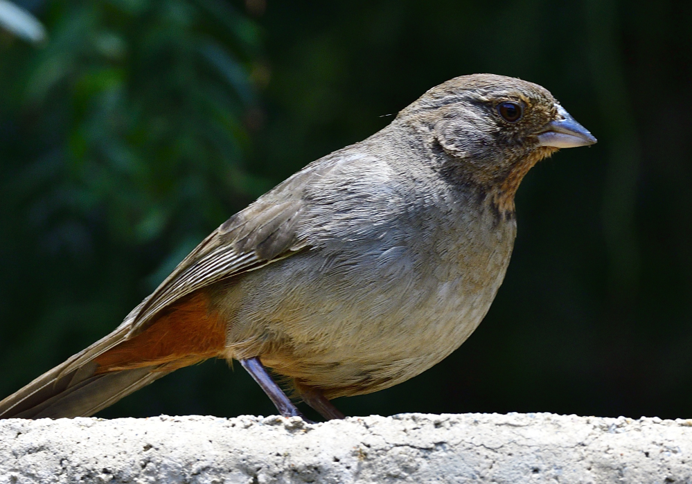 _ROY1238_00001.jpg