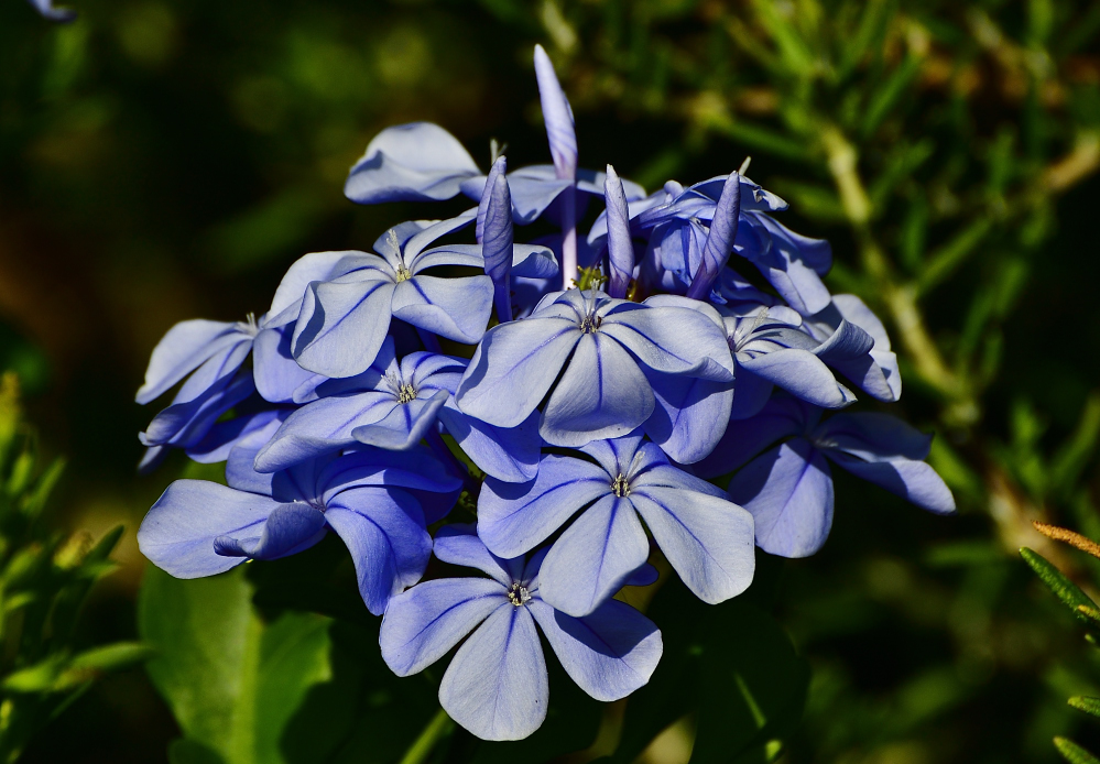 _ROY1287_00001.jpg