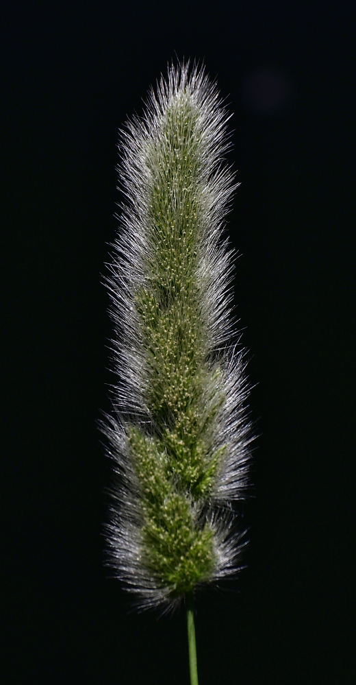 _ROY1363_00001.jpg