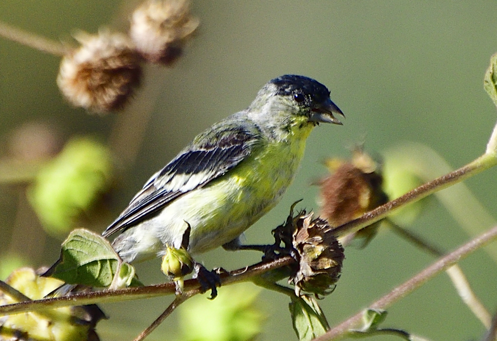 _ROY1377_00001.jpg