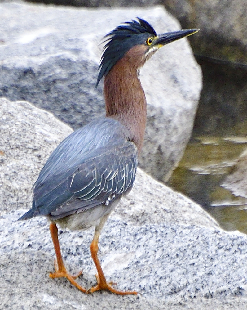 _ROY1405_00001.jpg