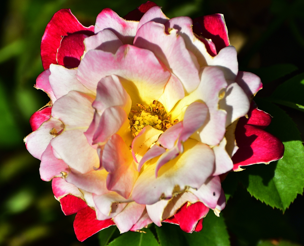 _ROY1418_00001.jpg