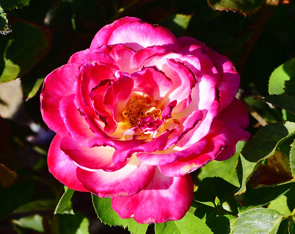 _ROY1419_00001.jpg