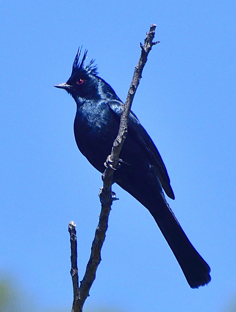 _ROY1428_00001.jpg