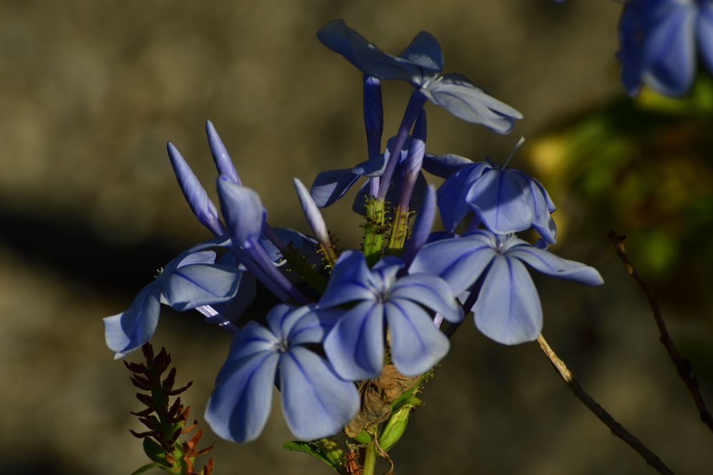 _ROY1448_00001.jpg