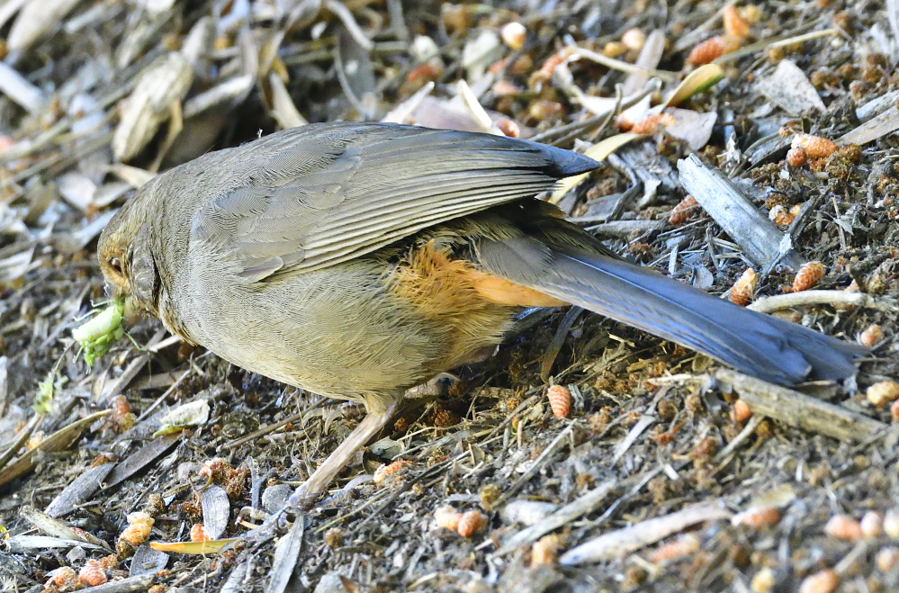 _ROY1455_00001.jpg
