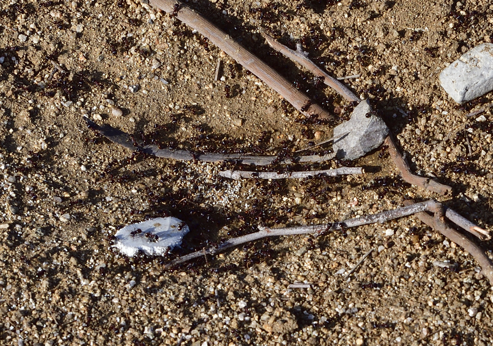 _ROY1493_00001.jpg