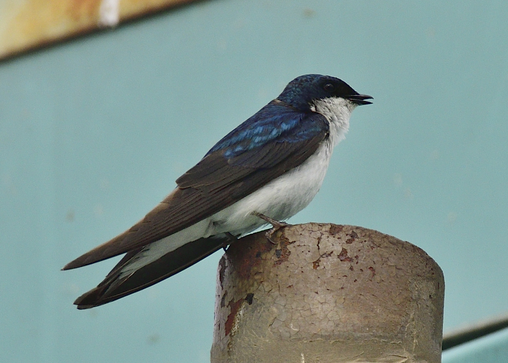_ROY1520_00001_01.jpg