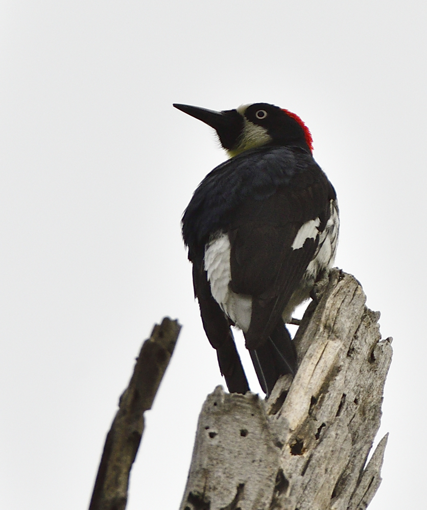 _ROY1581_00001.jpg