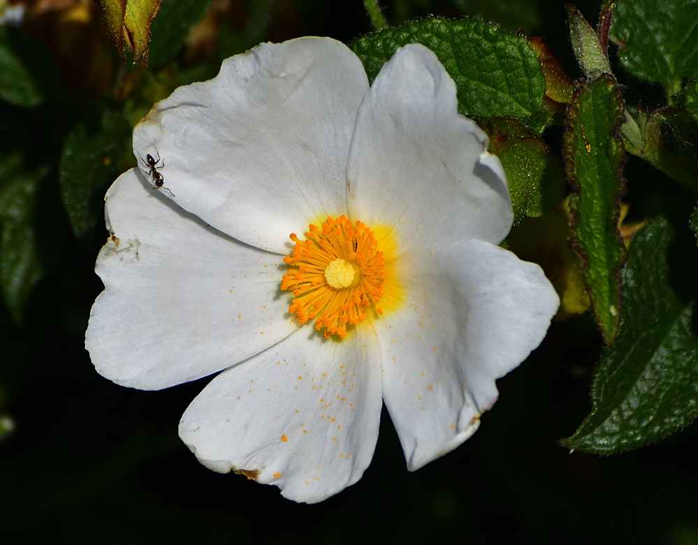 _ROY1585_00001.jpg