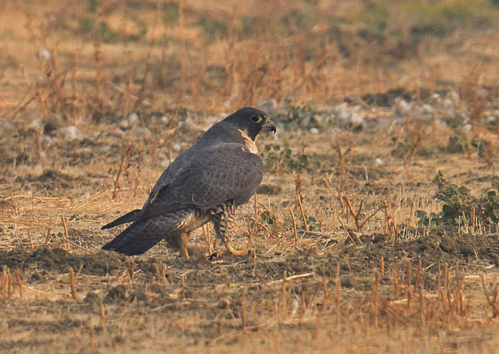 _ROY1595_00001.jpg