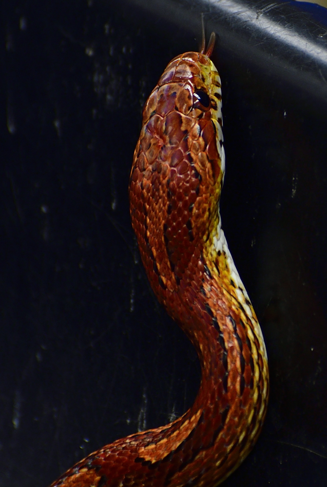 _ROY1702_00001.jpg