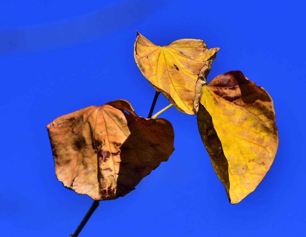 _ROY1767_00001.jpg