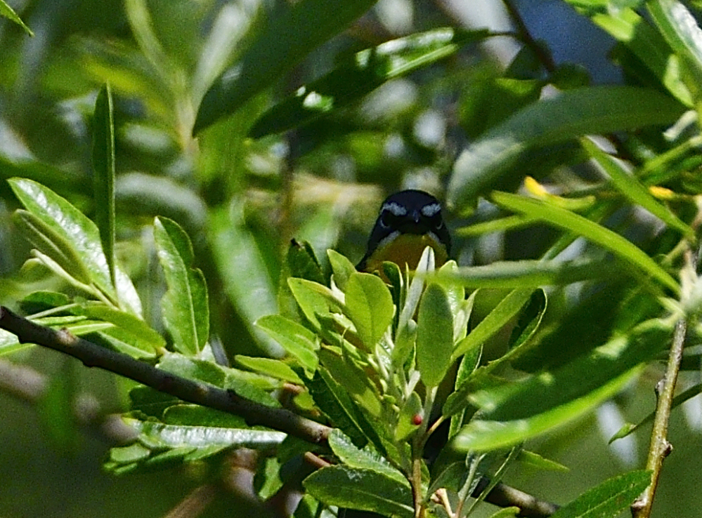 _ROY1793_00001_01.jpg