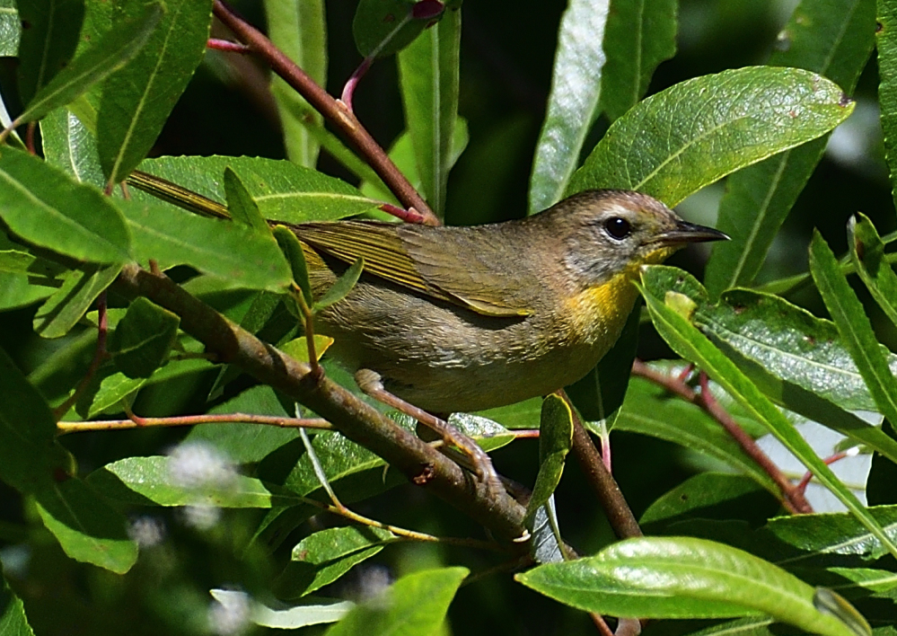 _ROY1805_00001.jpg