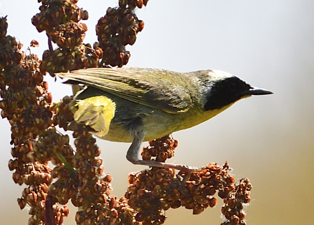 _ROY1818_00001_01.jpg