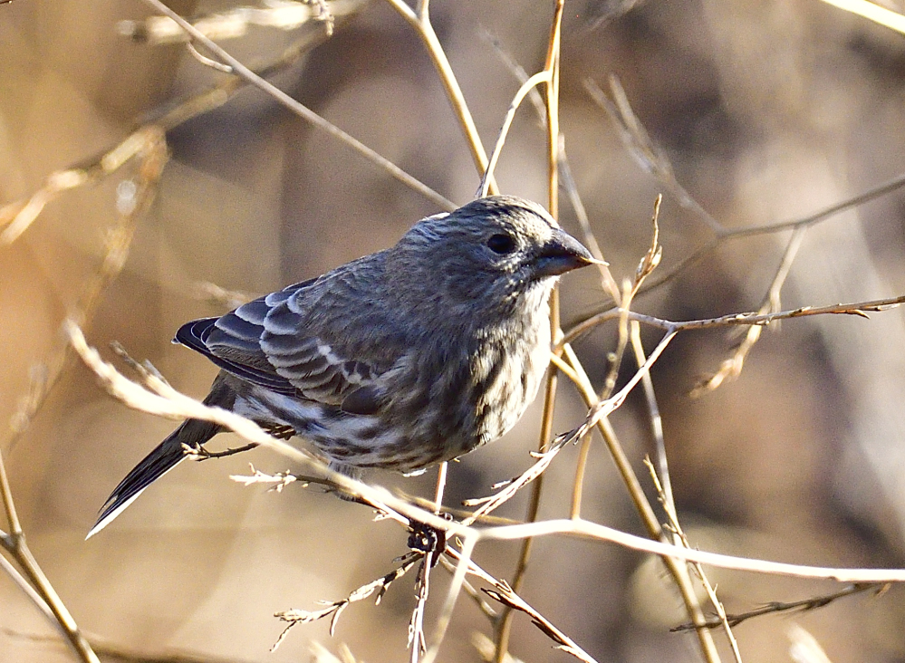 _ROY2009_00001.jpg