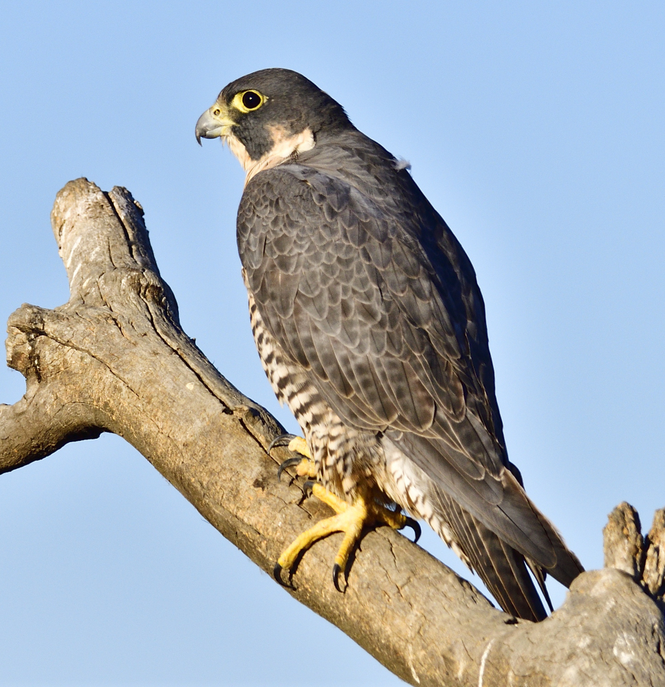 _ROY2149_00001.jpg