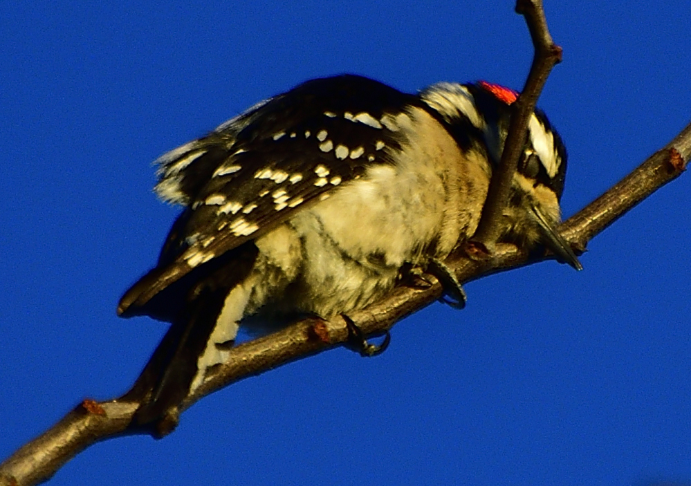 _ROY2152_00003.jpg