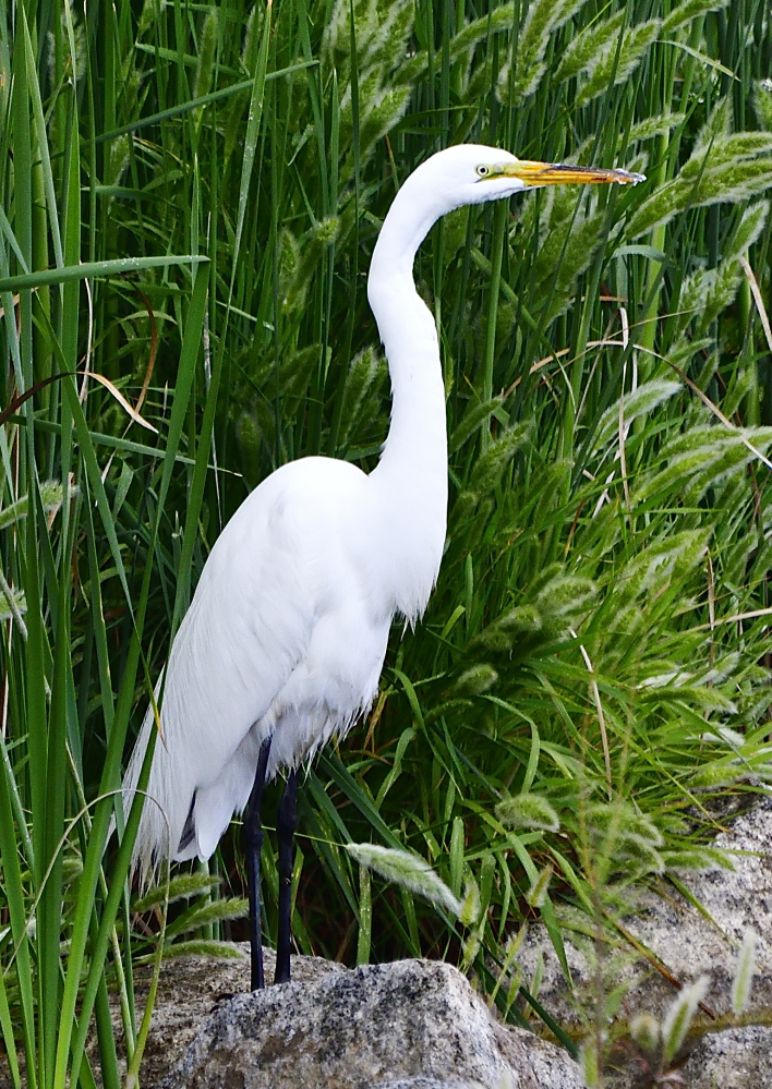 _ROY2155_00001.jpg